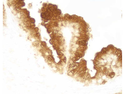 400x300 Dab Substrate Kit Sk From Vector Laboratories