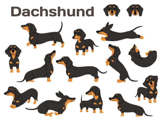 626x469 Dachshund Vectors, Photos And Free Download