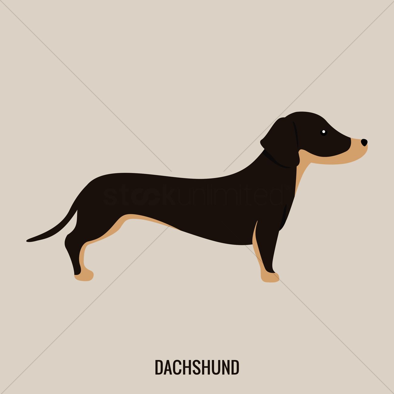 1300x1300 Dachshund Vector Image