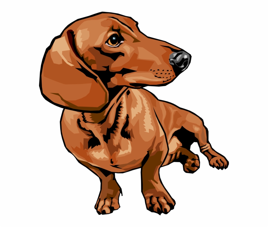 Dachshund Vector at Collection of