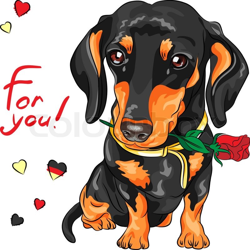 800x800 Cute Dog Breed Dachshund With Red Stock Vector Colourbox