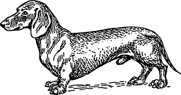 600x314 Dachshund Free Vector Download
