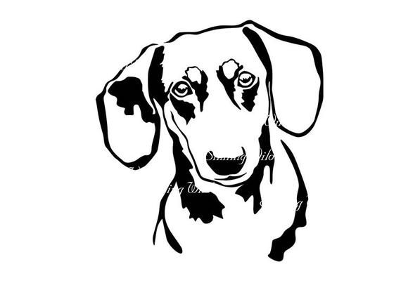 570x403 Dachshund Portrait Peeking Dog Vector Graphic Art Etsy