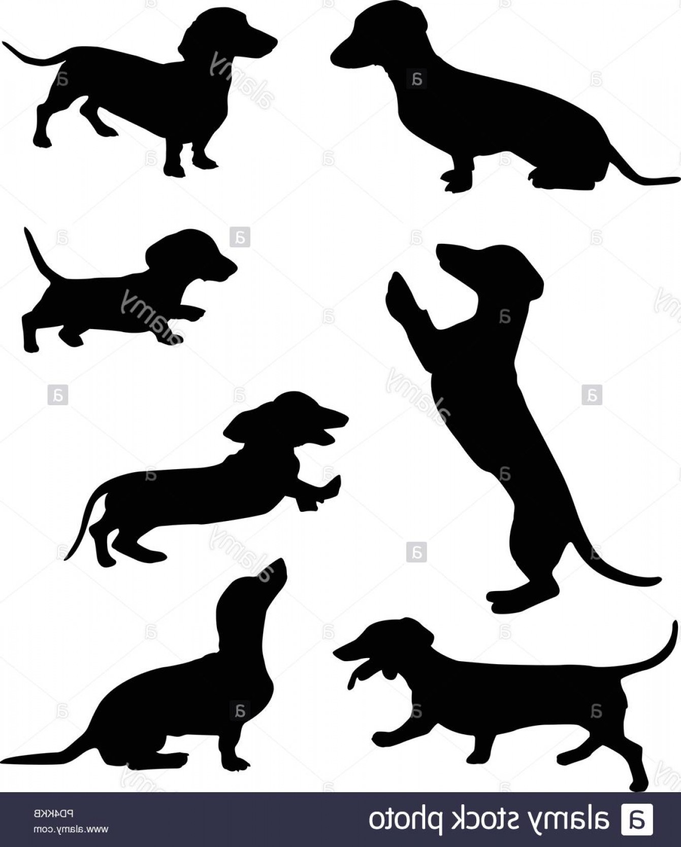 1341x1668 Silhouettes Of Dachshunds Vector Illustration Image Geekchicpro