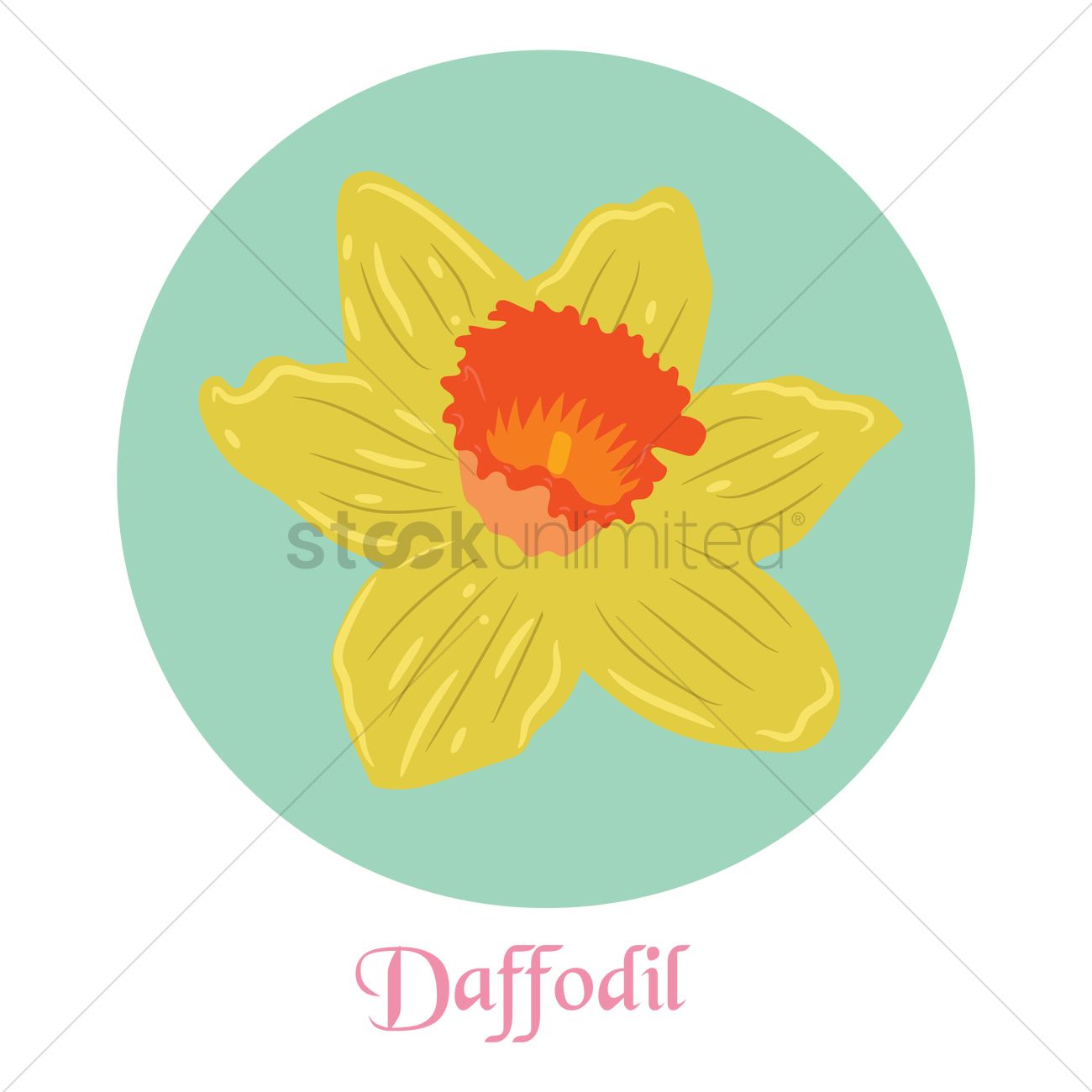 1300x1300 Daffodil Vector Image