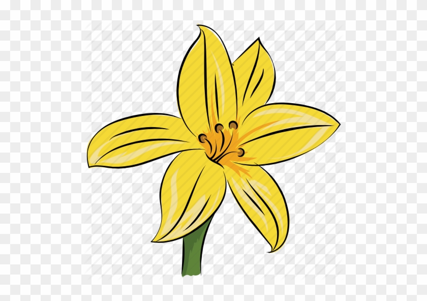 Daffodil Vector at Vectorified.com | Collection of Daffodil Vector free ...
