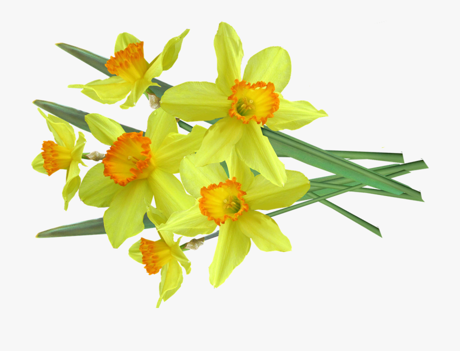 920x702 Daffodil Vector Transparent