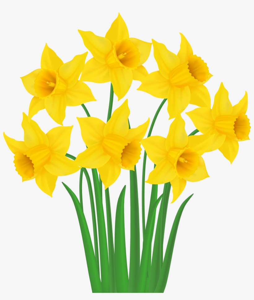 Download Daffodil Vector at Vectorified.com | Collection of ...