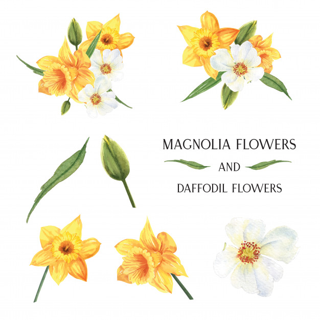 626x626 Daffodil Vectors, Photos And Free Download