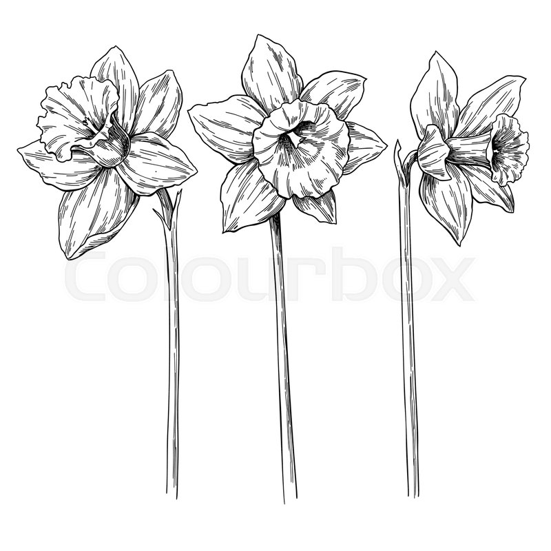 800x800 Daffodil Flower And Leaves Drawing Stock Vector Colourbox