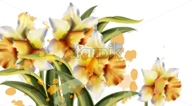 623x344 Daffodil Flowers Vector Watercolor Spring Season Bouquet On White