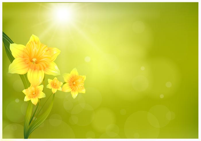 700x490 Daffodil Background Vector