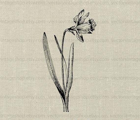 570x487 Daffodil Vector Instant Download Graphic Victorian Flower Etsy