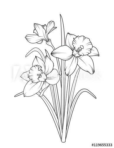 387x500 Daffodils Narcissus Isolated On White Background Spring Flowers