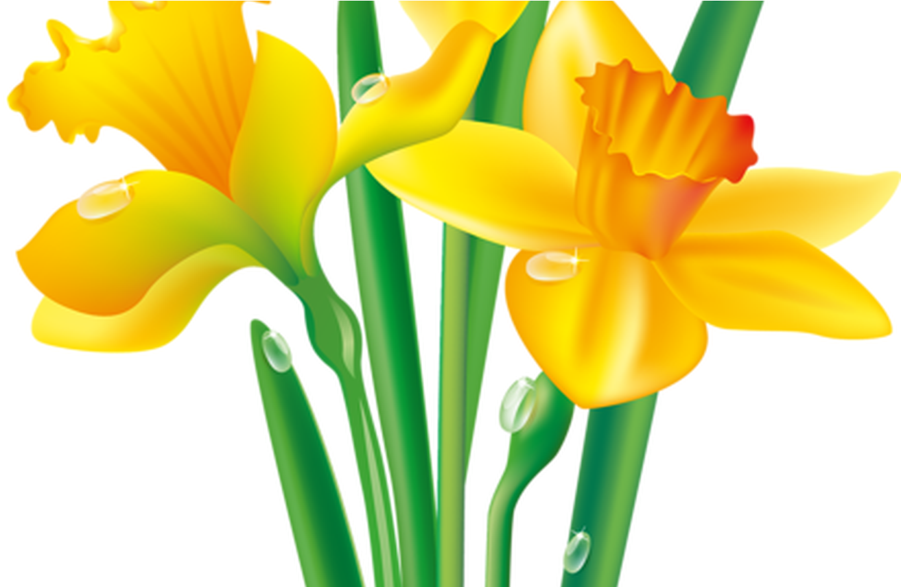 1313x856 Hd Daffodil Vector Line Art For Free Download On Ya