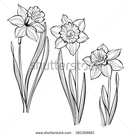450x470 Set Of Spring Flowers Daffodils Isolated On White Background Hand