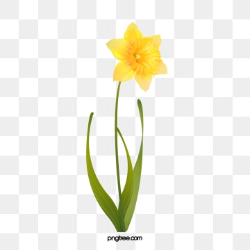 360x360 Daffodil Png, Vector, And Clipart With Transparent Background