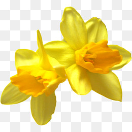 260x260 Yellow Daffodil Png Images Vector And Free Download