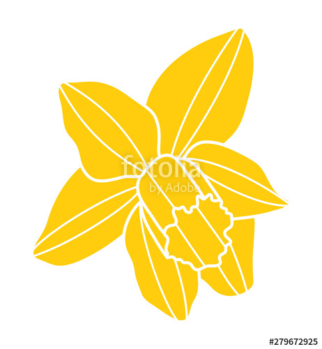 462x500 Daffodil Stock Image And Royalty Free Vector
