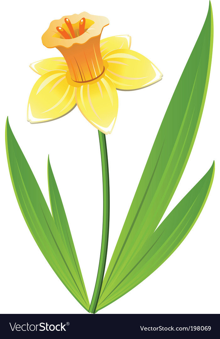 700x1080 Daffodil Vector