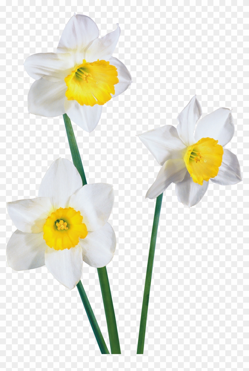 840x1250 Daffodil Vector Flower Nargis