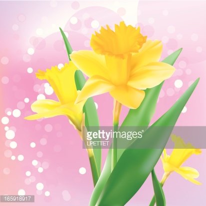 413x414 Daffodil Vector Illustration Premium Clipart