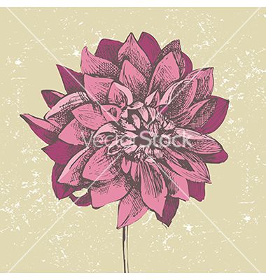 380x400 Dahlia Flower Vector Change Color Blog Graphics Dahlia