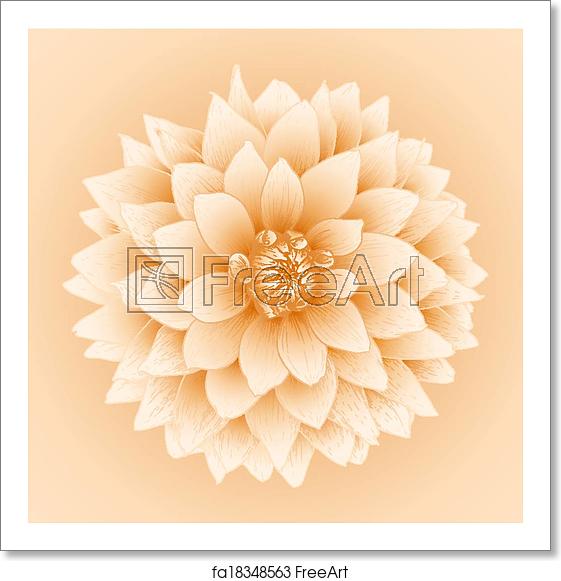 561x581 Free Art Print Of Vector Dahlia Flower Vector Dahlia Flower