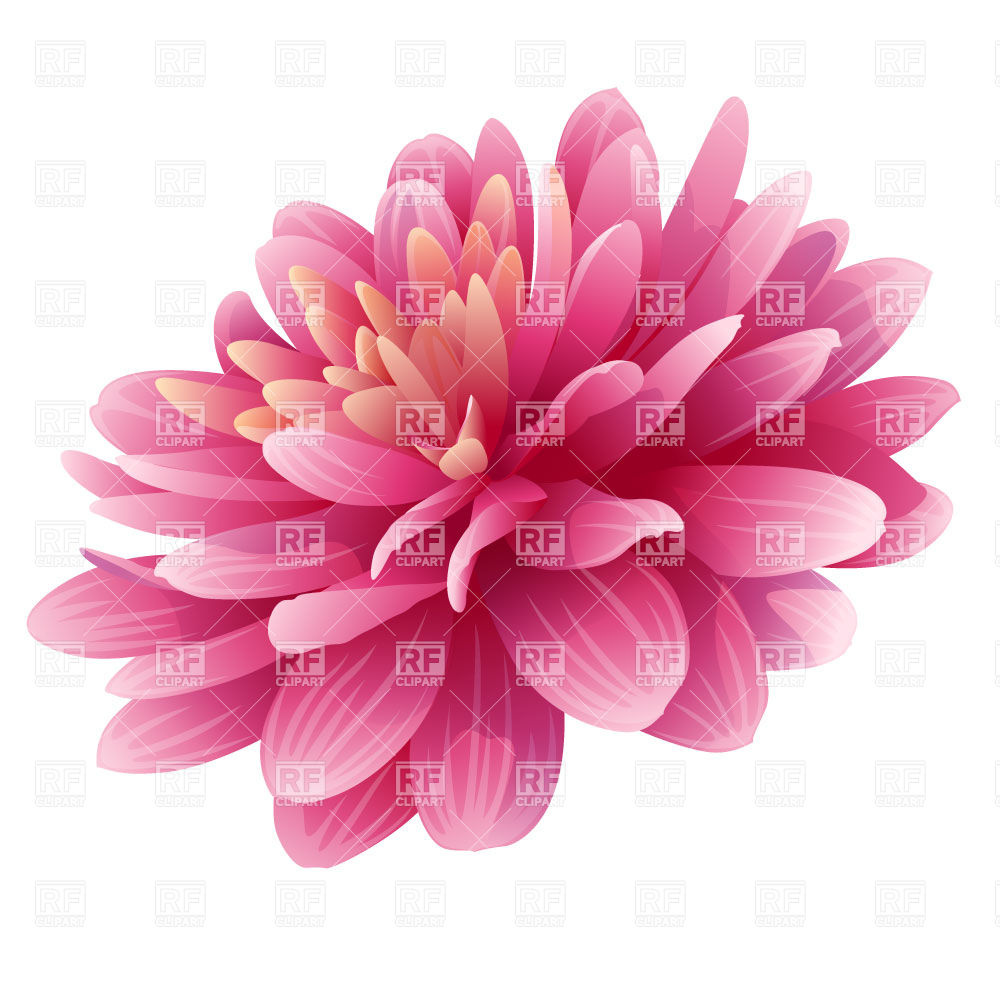 1000x1000 Big Pink Bud Of Dahlia Flower Vector Image Of Plants And Animals