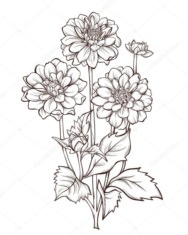 736x920 Vector Flower Vector Flower Isolated On White Background Element