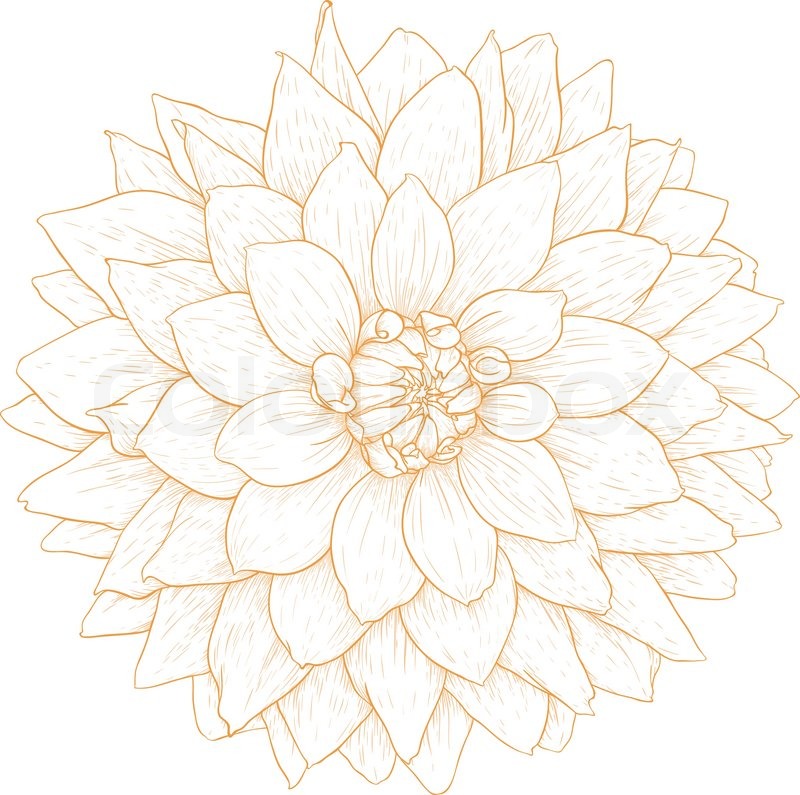 800x795 Vector Dahlia Flower Stock Vector Colourbox