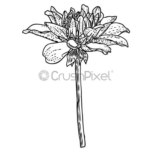 500x500 Dahlia Flower, Related Species Include The Daisy, Chrysanthemum