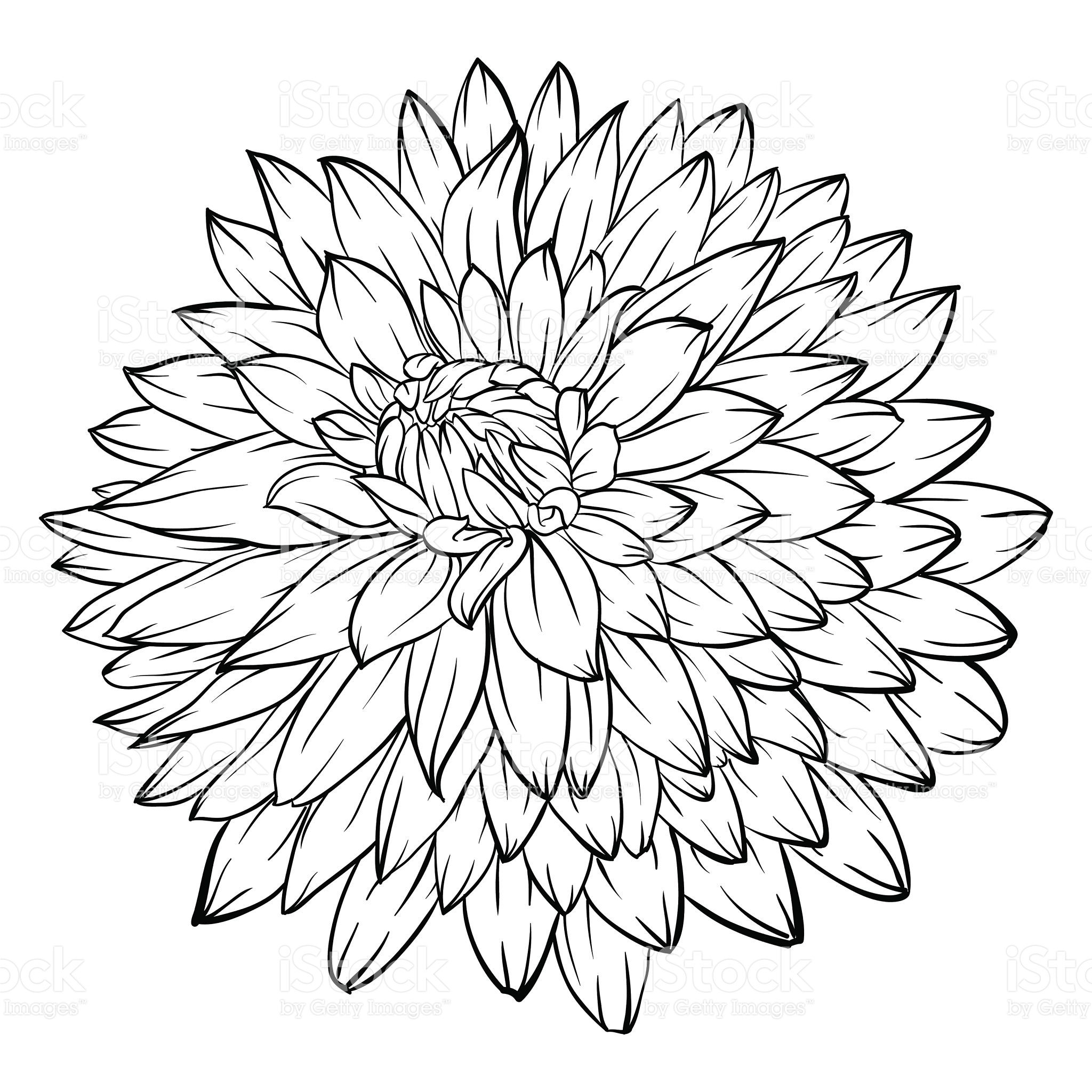 2048x2048 Beautiful Monochrome Black And White Dahlia Flower Isolated
