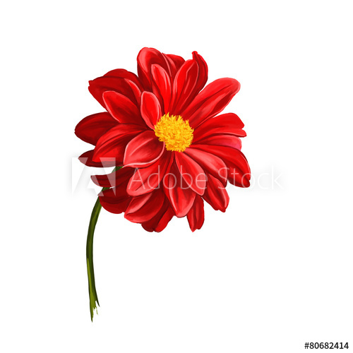 500x500 Dahlia Flower Vector Illustration Hand Drawn Painted