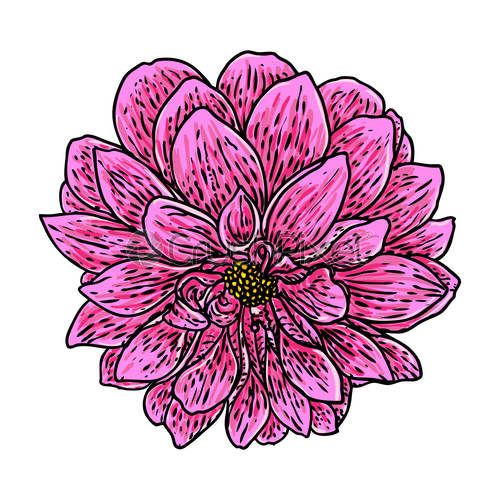 500x500 Dahlia Flower Botanical Black And Color Ink Vintage Illustration