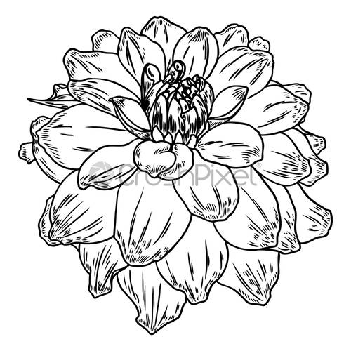 500x500 Dahlia Flower Botanical Black And White Ink Vintage Illustration