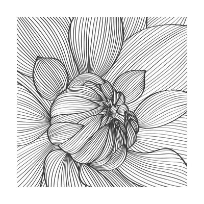 Dahlia Vector