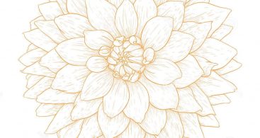 367x195 Dahlia Vector Archives