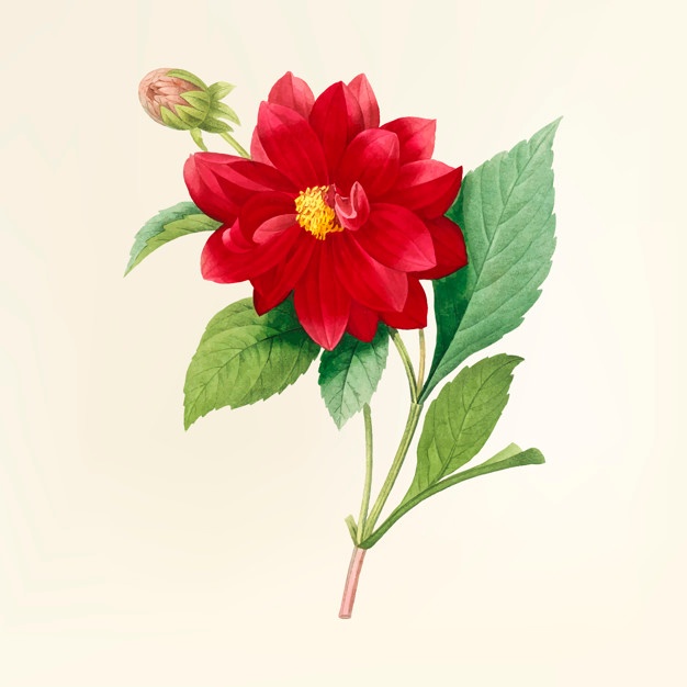 Dahlia Vector at Vectorified.com | Collection of Dahlia Vector free for ...