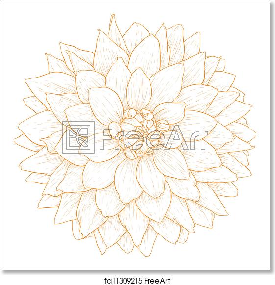 561x581 Free Art Print Of Vector Dahlia Flower Vector Dahlia Flower