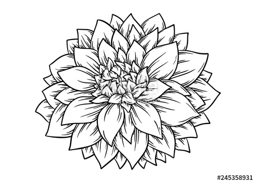500x357 Hand Drawn Dahlia Flower Vector Illustration