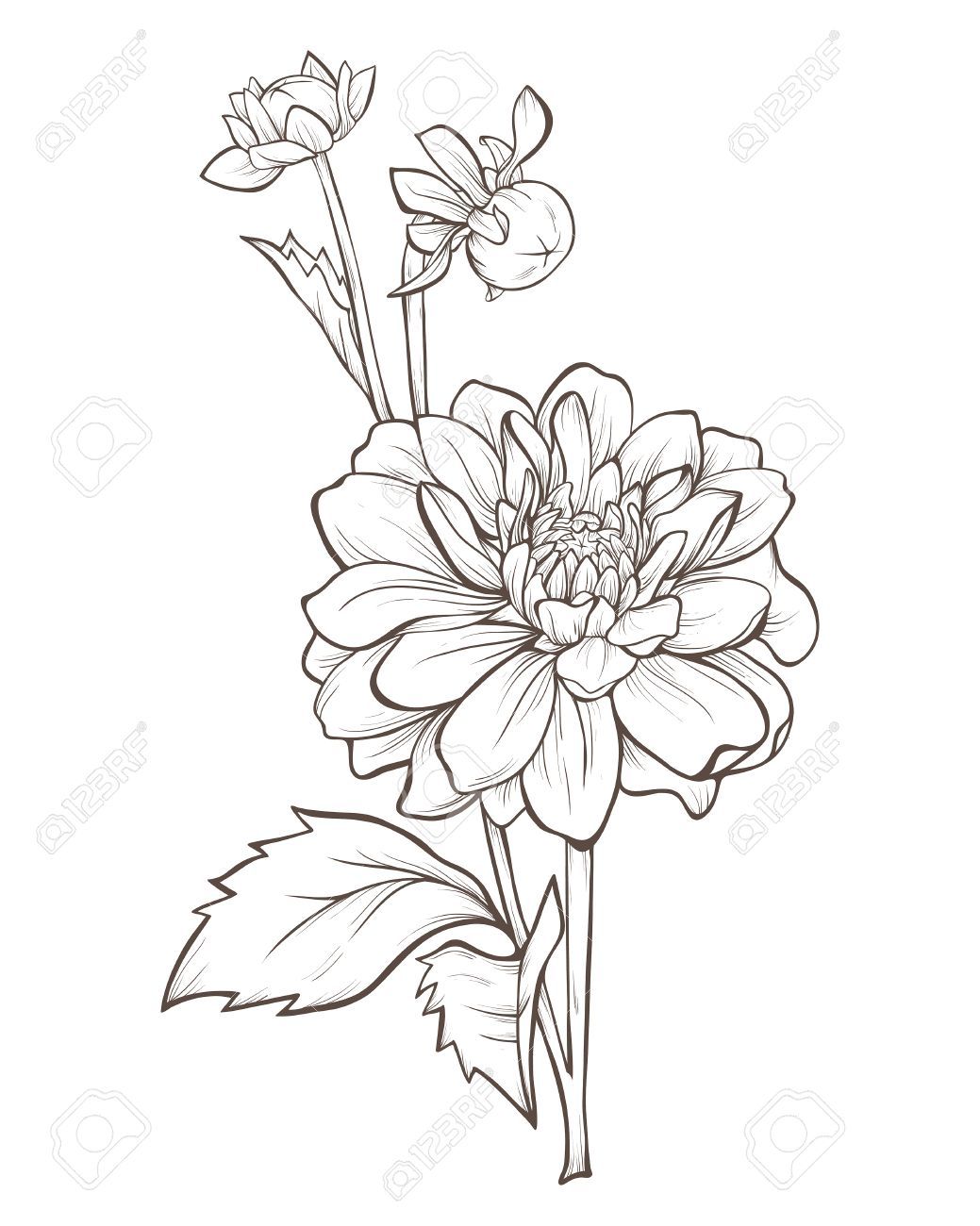 1039x1300 Stock Vector Painting In Dahlia Flower Tattoos, Dahlia
