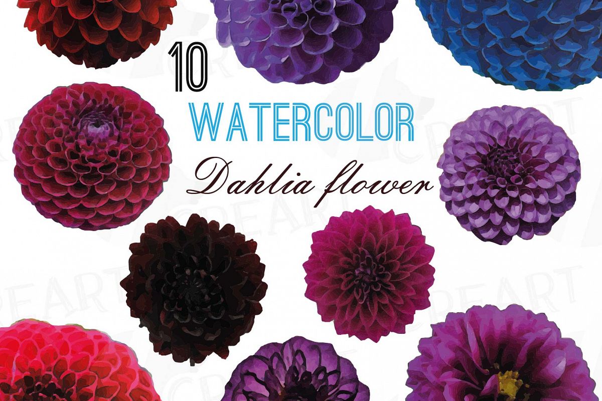 1200x800 Watercolor Dahlia Flower Clip Art Pack, Watercolor Purple Dahlia