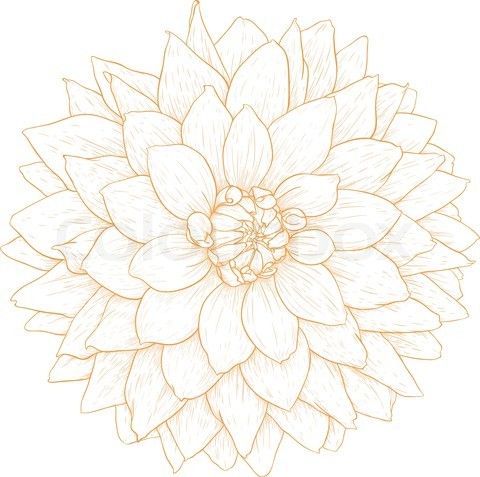480x477 Dahlia Drawings Stock Vector Of 'vector Dahlia Flower' Tattoo