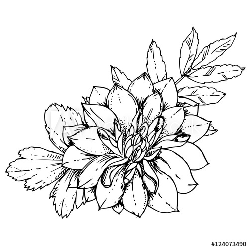 500x500 Hand Drawn Ink Floral Ornament With Flowers Dahlia Vector