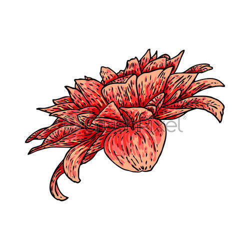 500x500 Dahlia Or Zinnia Flower Drawing In Color, Sketch Of Black, Stock