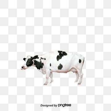 360x360 Dairy Cow Png, Vector, And Clipart With Transparent