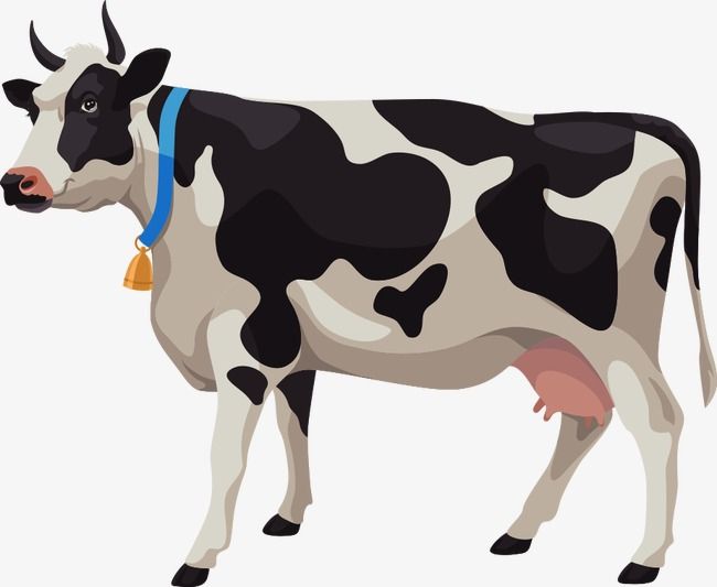 650x533 Vector Cartoon Cows, Cartoon Clipart, Dairy Cow, Cattle Png