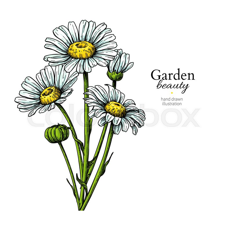 Daisy Flower Drawing Vector Hand Stock Vector Colourbox 800x800 Daisy Flower Drawing Vector Hand Stock Vector Colourbox
