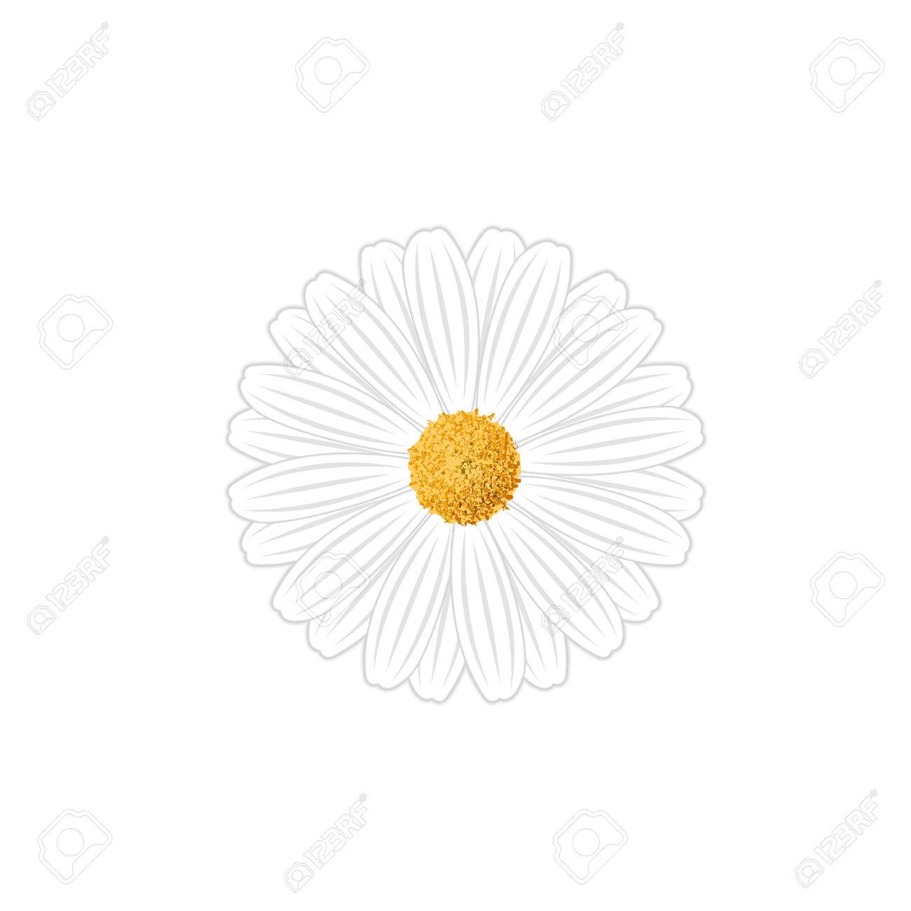 Daisy Flower On A Transparent Background Vector Clipart Station 1300x1300 Daisy Flower On A Transparent Background Vector Clipart Station